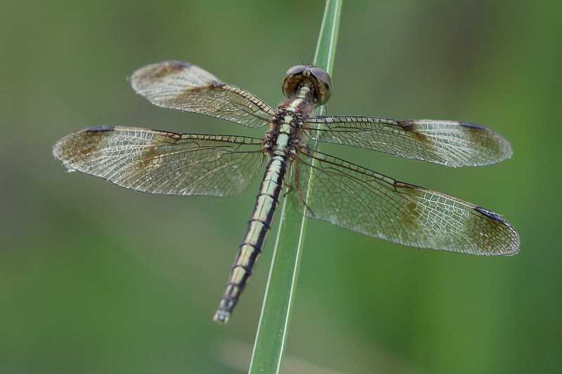 J19_9241 Neurothemis tullia female.JPG